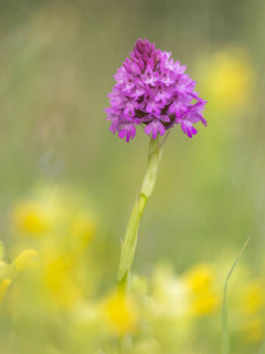 Pyramidal orchid in Bulgaria.
