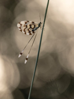 Spoonwing in Bulgaria.