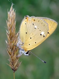 Scarce copper in Bulgaria.