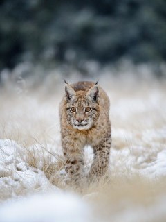 Eurasian lynx in Estonia