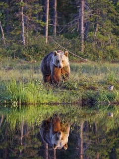 Brown bear in Finland.