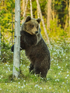 Brown bear in Finland.
