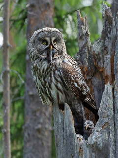 Great grey owl in Finland.