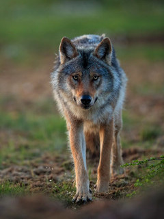 Grey wolf in Finland.