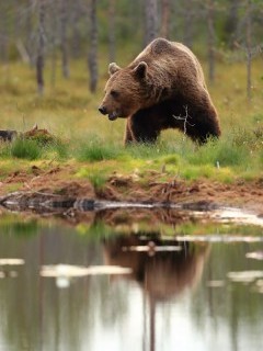 European brown bear in Finland.
