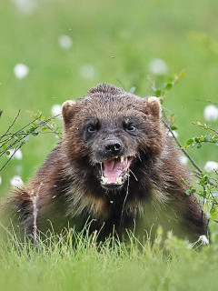 Wolverine in Finland.
