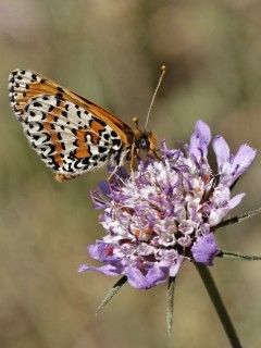 Spotted fritillary