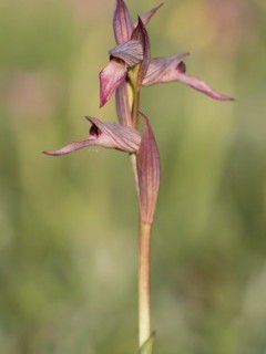 European tongue orchid