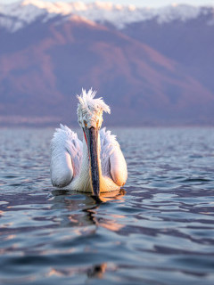 Dalmatian pelican on Lake Kerkini.
