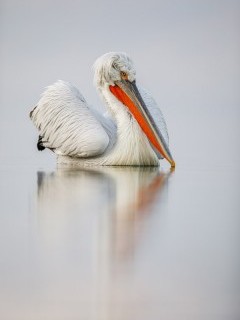 Dalmatian pelican on Lake Kerkini.
