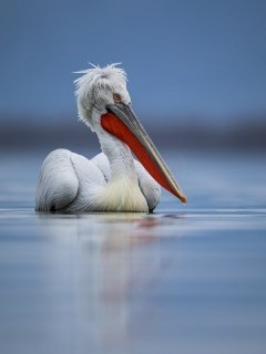 Dalmatian pelican on Lake Kerkini.