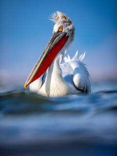 Dalmatian pelican on Lake Kerkini, Greece.