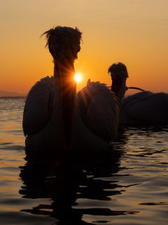Dalmatian pelican on Lake Kerkini.