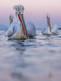 Dalmatian pelican on Lake Kerkini.