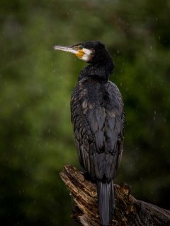 Great cormorant in Lake Kerkini, Greece.
