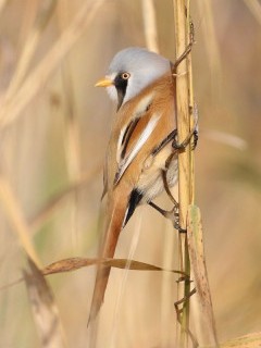 Bearded reedling in Hungary.