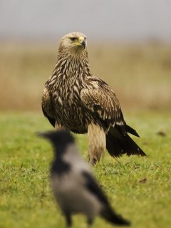 Eastern imperial eagle in Hungary