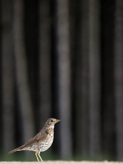 Mistle thrush in Hungary.