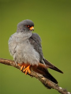 Red-footed falcon in Hungary