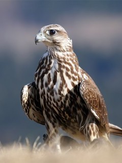 Saker falcon in Hungary