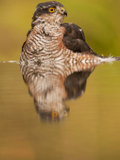 Sparrowhawk in Hungary.