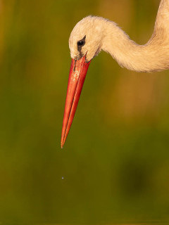 White stork in Hungary.