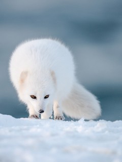 Arctic fox in Iceland.