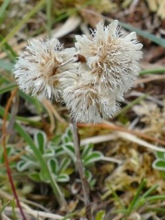 Mountain everlasting in The Burren, Ireland.