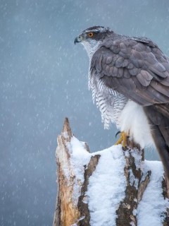 Northern goshawk in Bialowieza Forest, Poland.