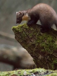 Pine marten in Bialowieza Forest, Poland.