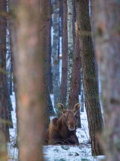 Elk in Poland.