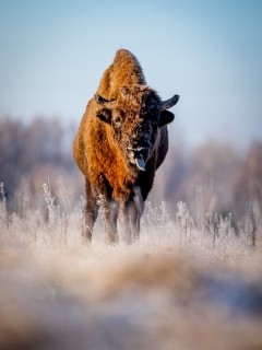 European bison in Bialowieza Forest, Poland.