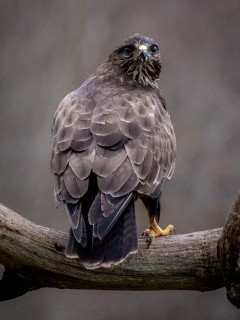 Golden eagle in Poland.