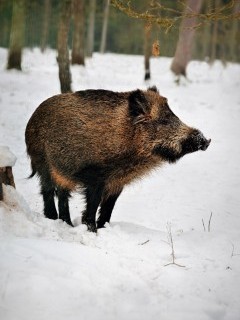 Wild boar in Bialowieza Forest, Poland