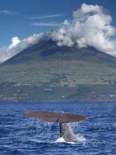 Sperm whale with Volcano Pico in the background in the Azores