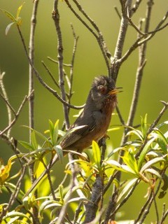 Dartford warbler in Portugal.