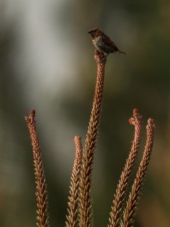 Scaly breasted munia in Portugal.