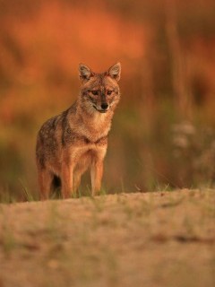 Golden jackal in the Danube Delta, Romania.
