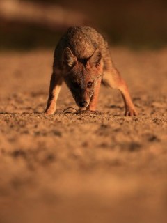 Golden jackal pup in the Danube Delta, Romania.