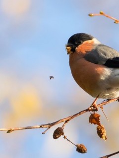 Bullfinch in Aigas, Scotland.