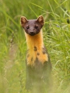 Pine marten in Aigas, Scotland.
