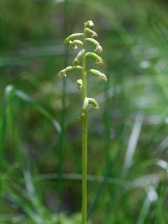 Coralroot orchid in Scotland.