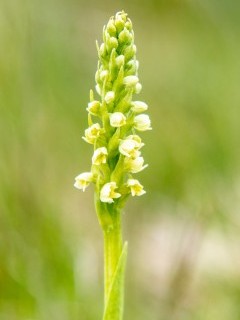 Small white orchid in Scotland