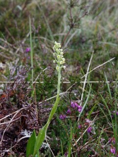 Small white orchid in Scotland.