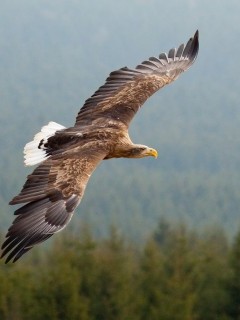 White-tailed sea eagle in Scotland