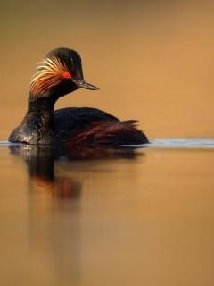 Black-necked grebe in Slovakia
