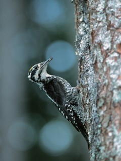 Three-toed woodpecker in Slovakia.