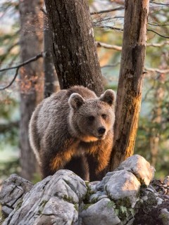Brown bear in Slovenia