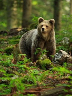 Brown bear in the Dinaric Alps in Slovenia.