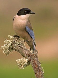 Azure-winged magpie in Andujar Natural Park, Spain